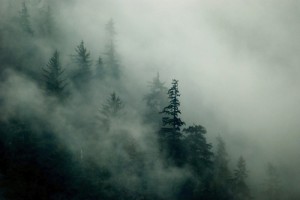 A photo of fog among pine trees