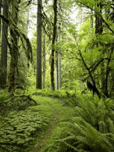 No,   I did not take this image of the Hoh Rainforest.